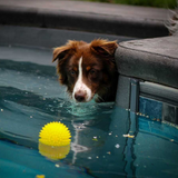 Spike ball in the pool with dog 